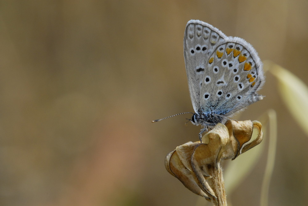 Papillon Argus bleu