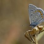 Papillon Argus bleu