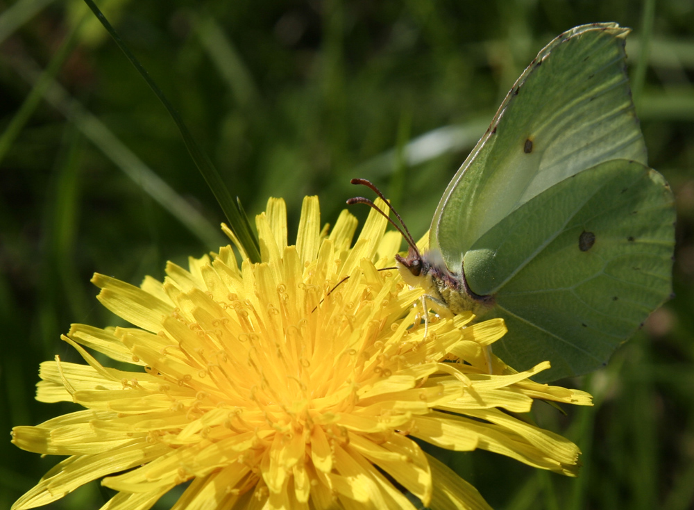 Papillon au déjeuner