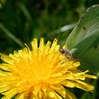 Papillon au déjeuner