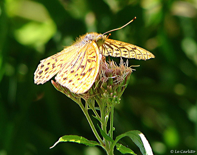 Papillon au printemps