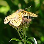 Papillon au printemps