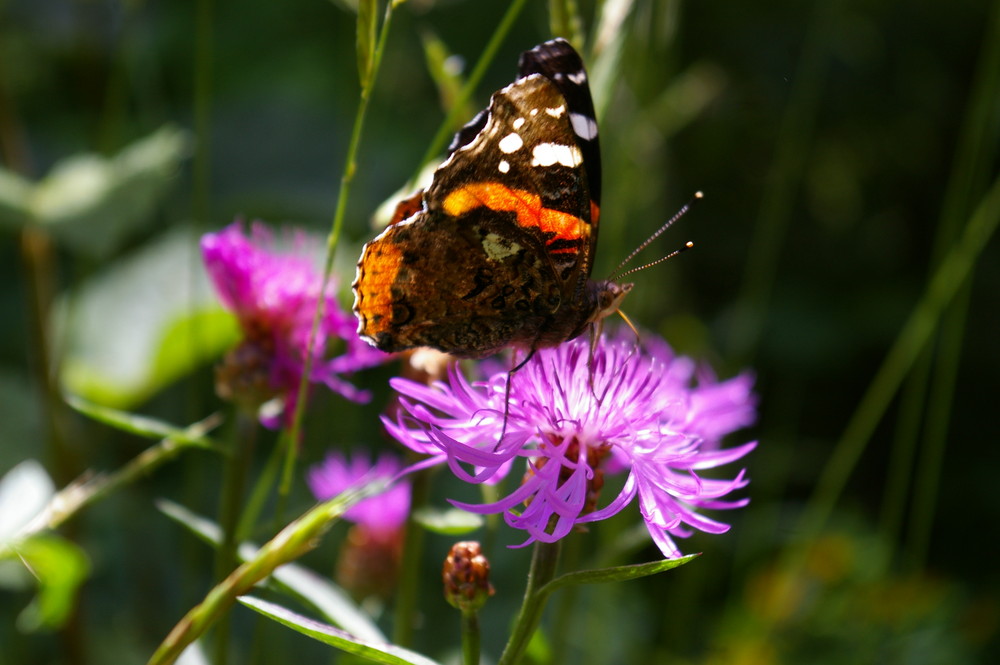 Papillon au repos