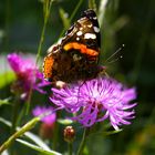 Papillon au repos