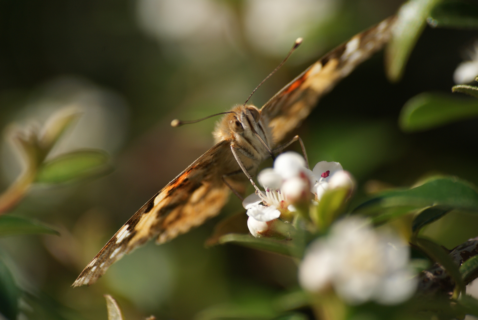 Papillon au travail.