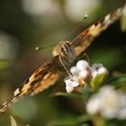 Papillon au travail.