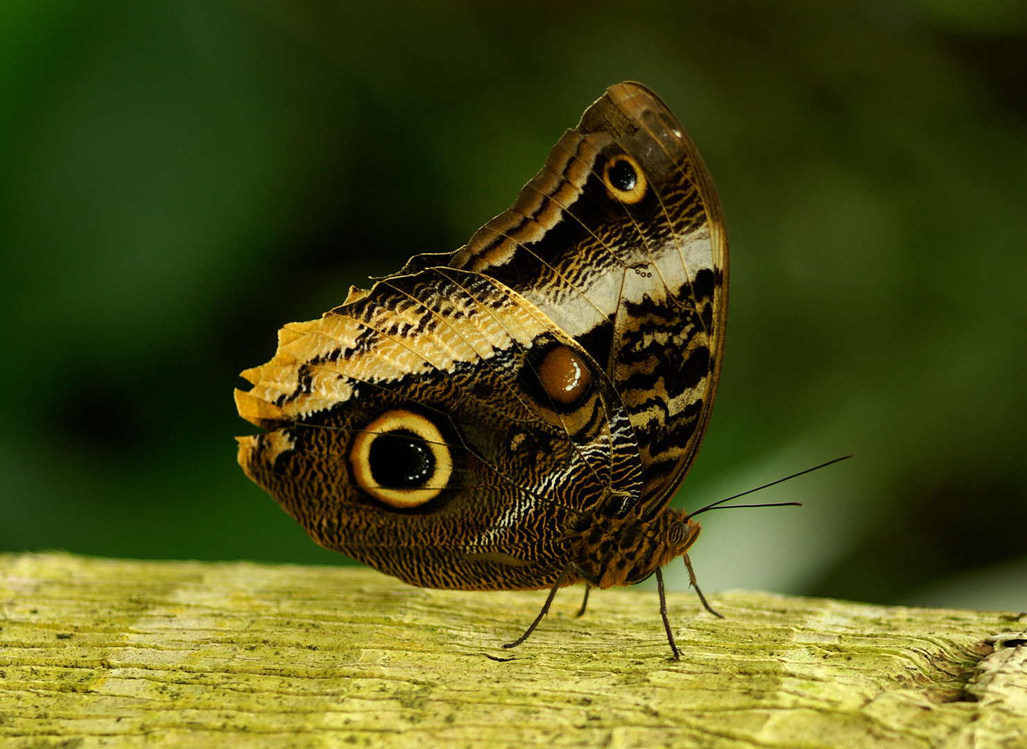 Papillon auf der L'Ile aux Papillons