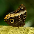 Papillon auf der L'Ile aux Papillons