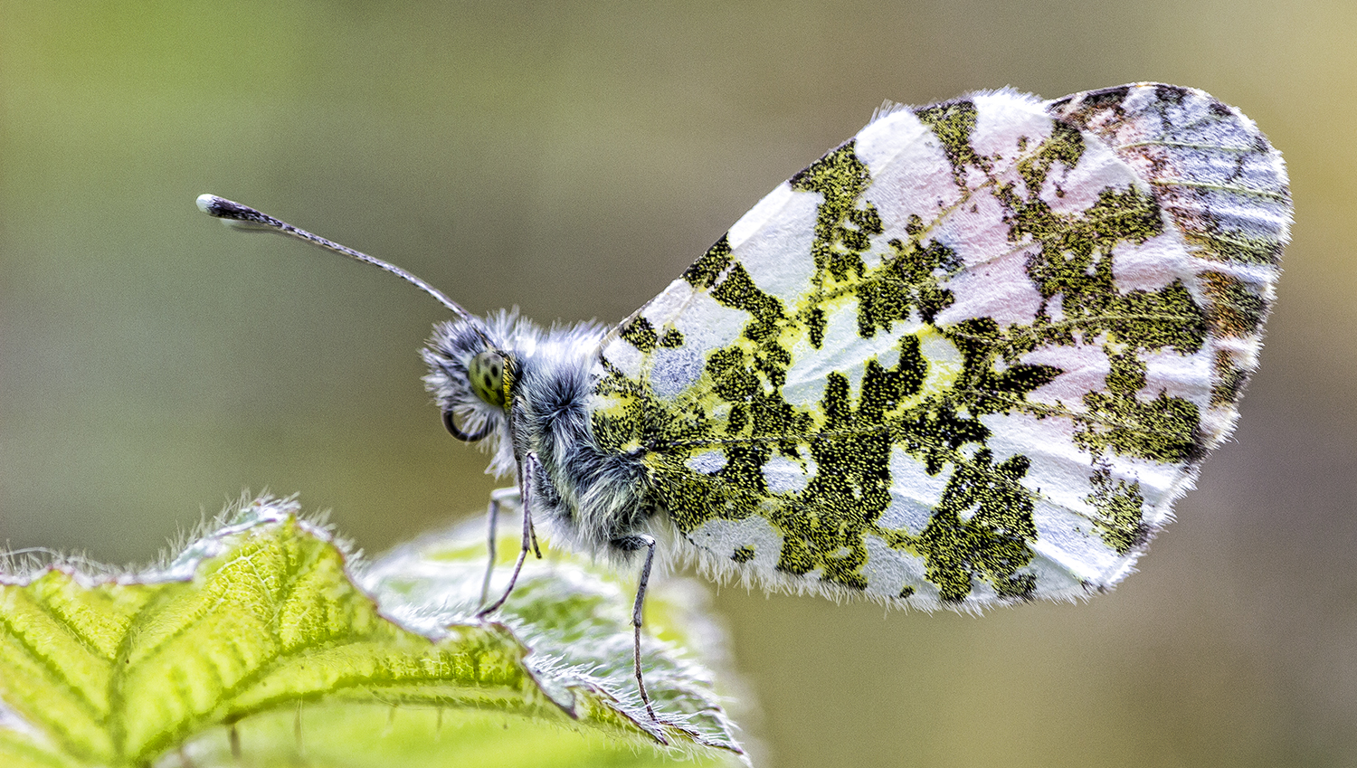 Papillon Aurore