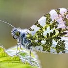 Papillon Aurore