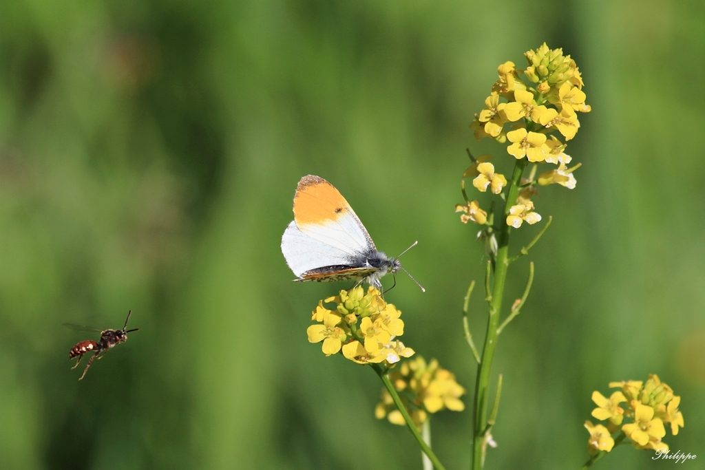 Papillon (Aurore)