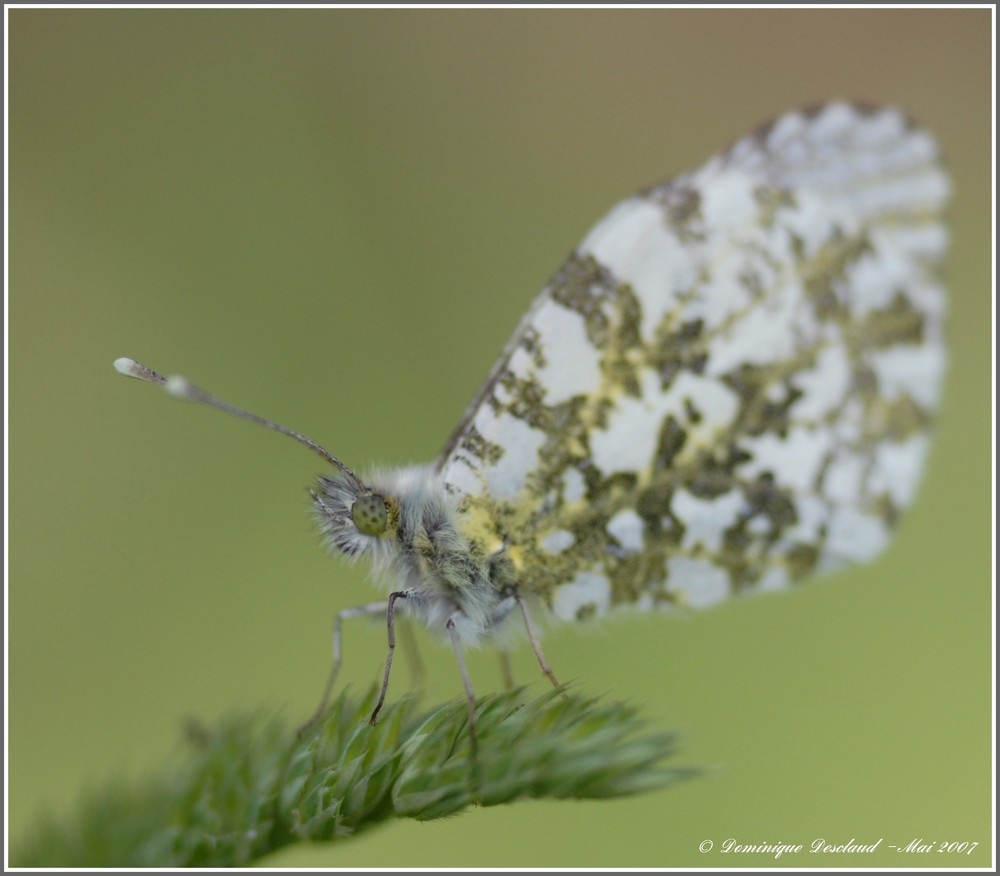 Papillon Aurore Femelle