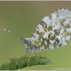 Papillon Aurore Femelle