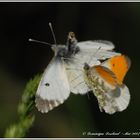 Papillon Aurore (Male et Femelle) 3/3