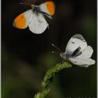 Papillon Aurore Male et Femelle