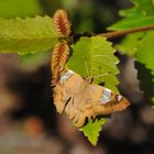 Papillon, Australie