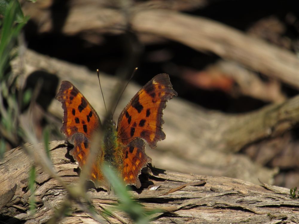 ..Papillon avec effet de fond en grand angle...