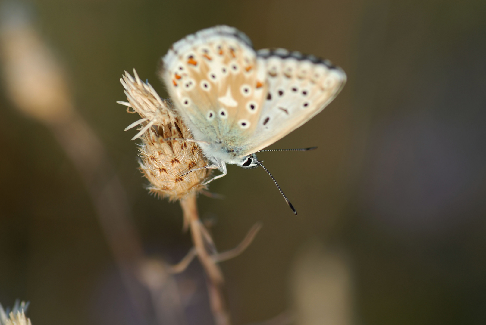 papillon azuré