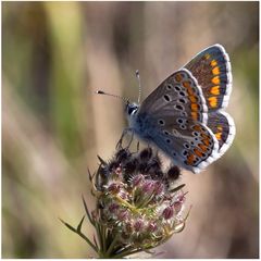 Papillon : Azuré de la Bugrane (2)