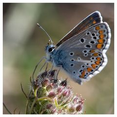 Papillon : Azuré de la Bugrane