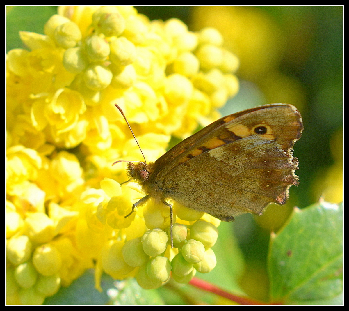 papillon