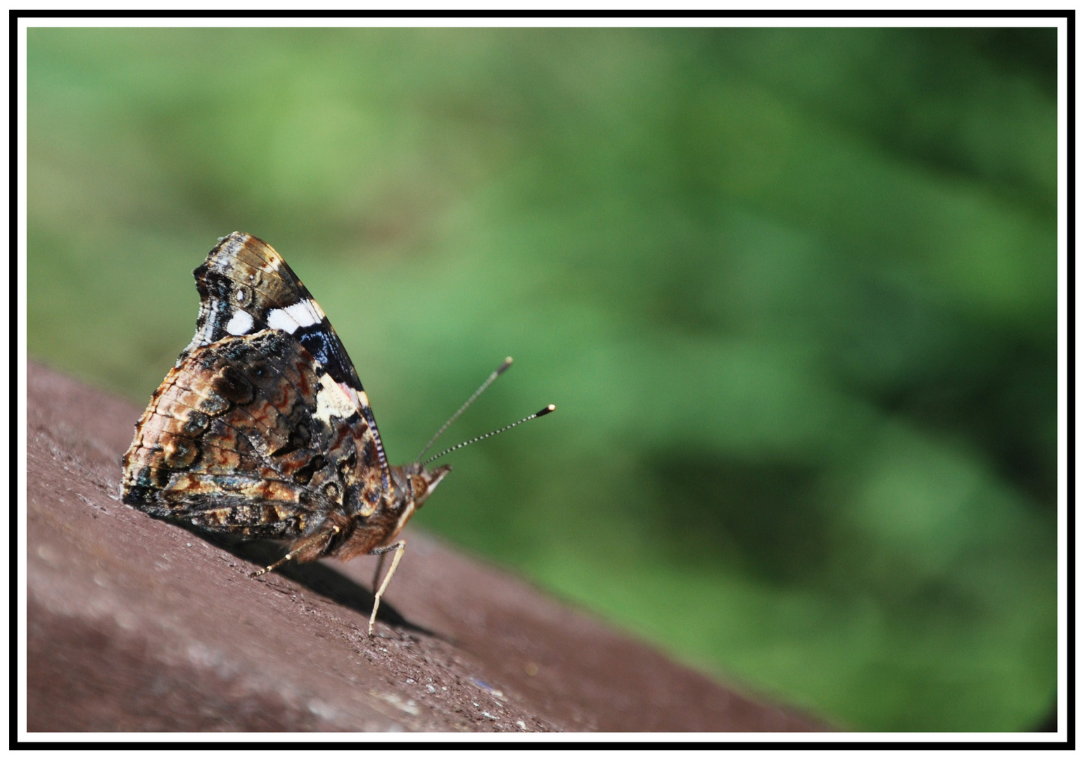 Papillon