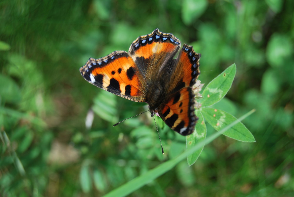 papillon