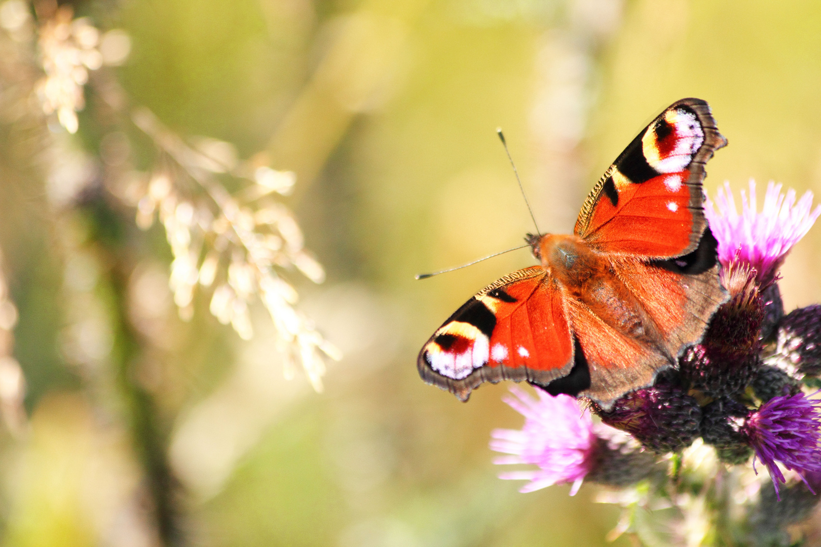 Papillon