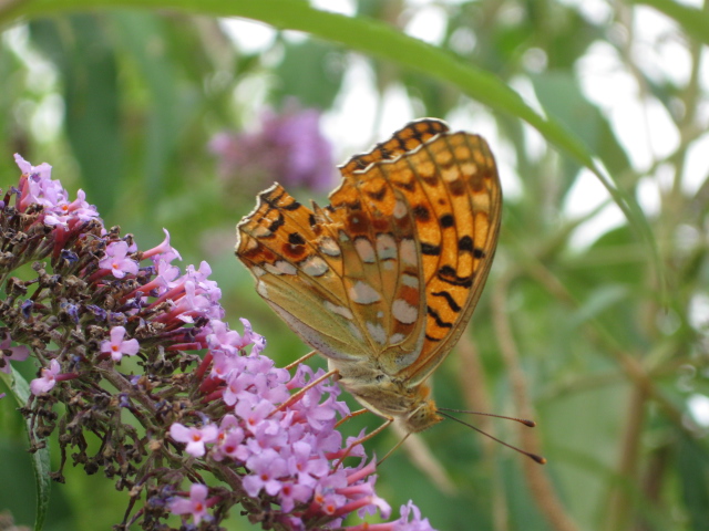 Papillon