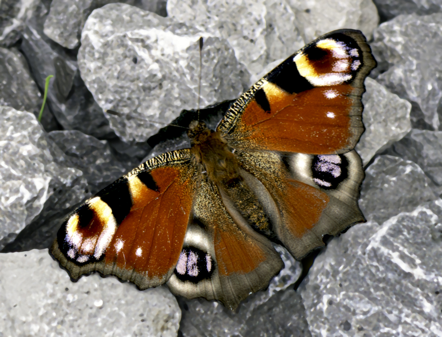 papillon-baie-de-somme