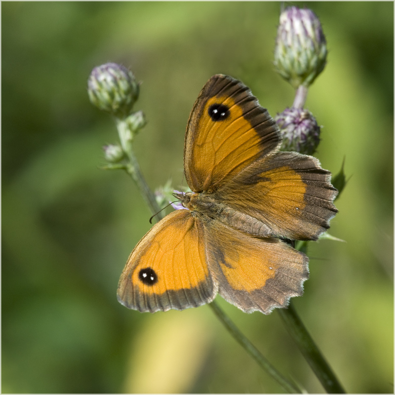 Papillon banal et pourtant !