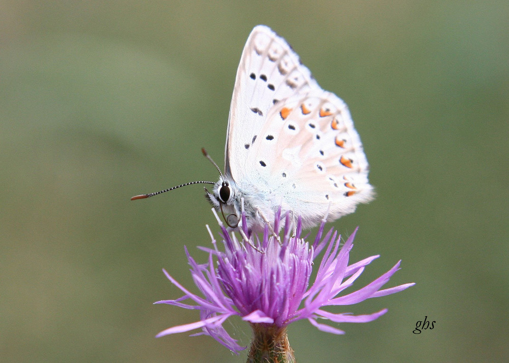 papillon bapteme 2