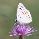 papillon bapteme 2