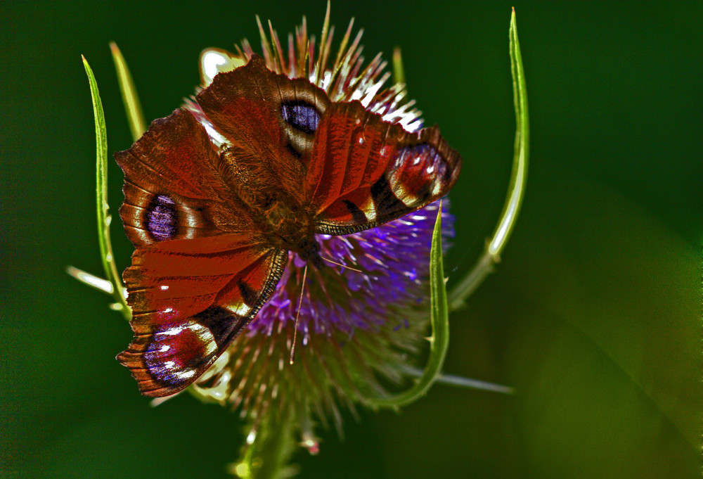 papillon belge