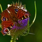 papillon belge