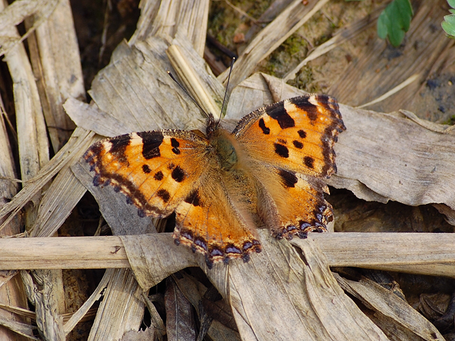 Papillon Belle-Dame