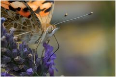 Papillon Belle-dame sur lavande