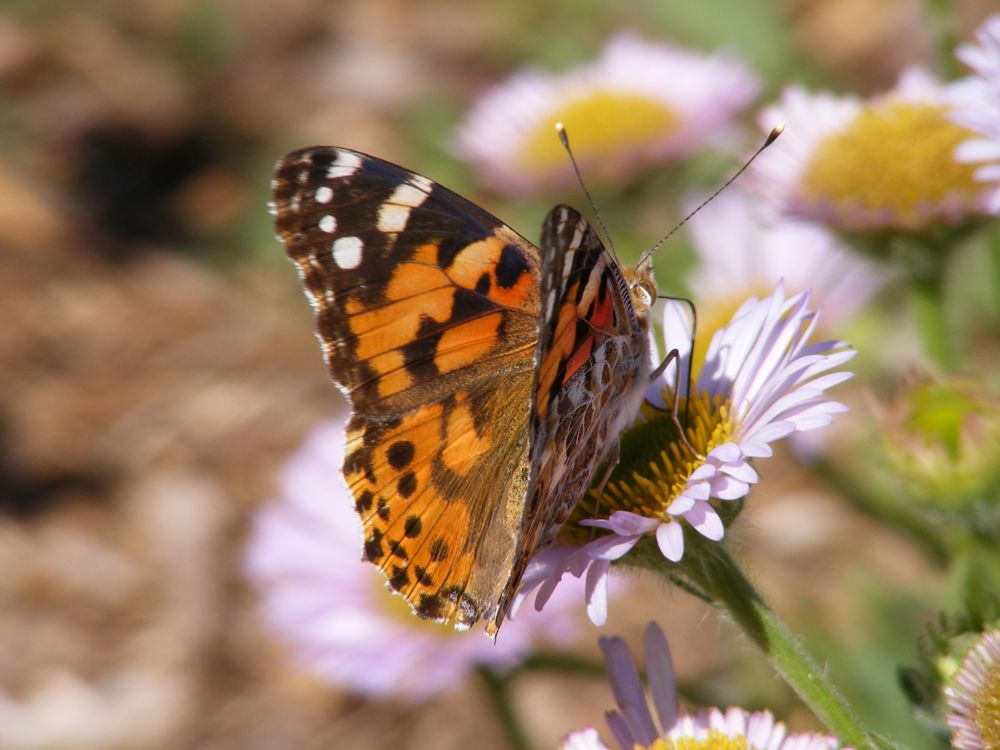 Papillon Belle-Dame (Vanessa cardui)