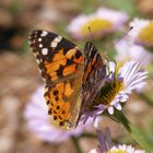 Papillon Belle-Dame (Vanessa cardui)