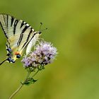 Papillon : billet doux plié en deux cherche l'adresse d'une fleur...