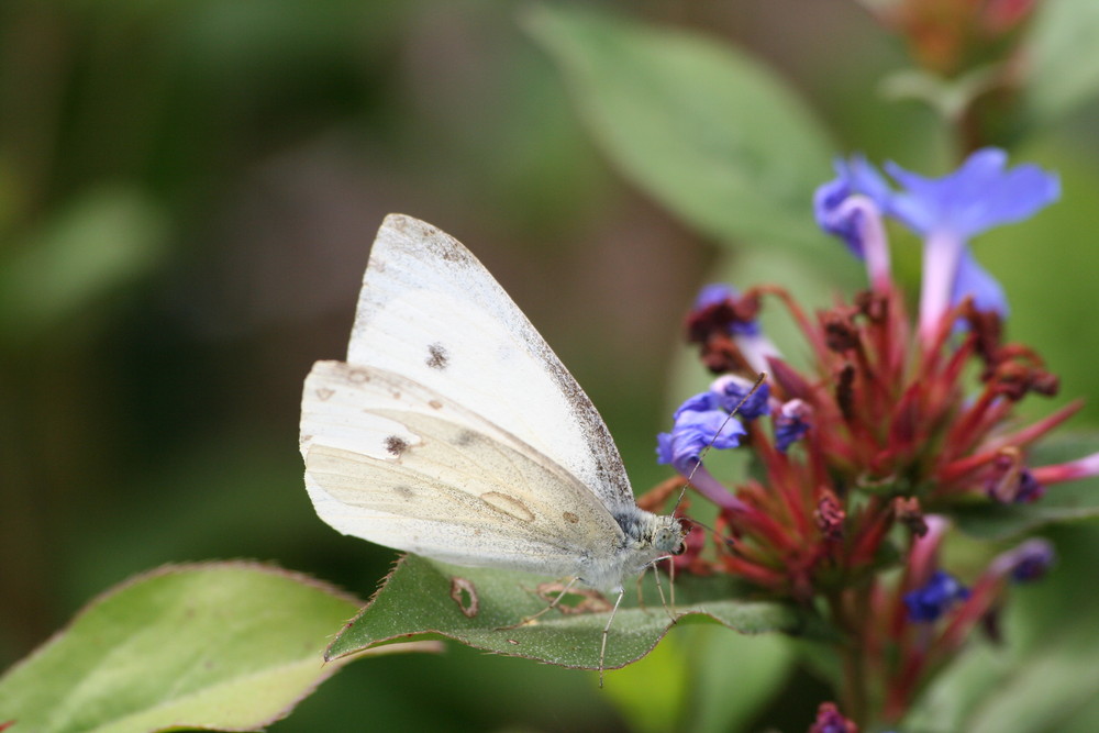 papillon blanc