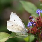 papillon blanc