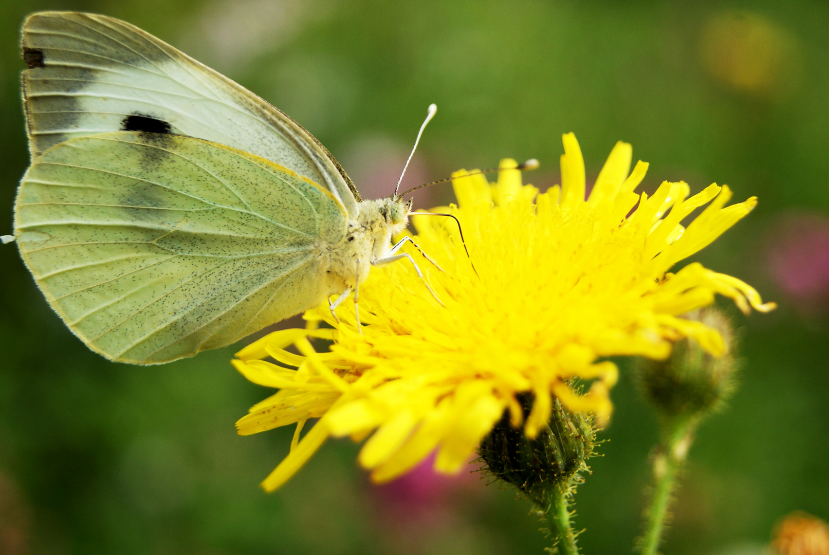 papillon blanc