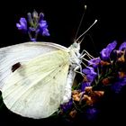 Papillon blanc