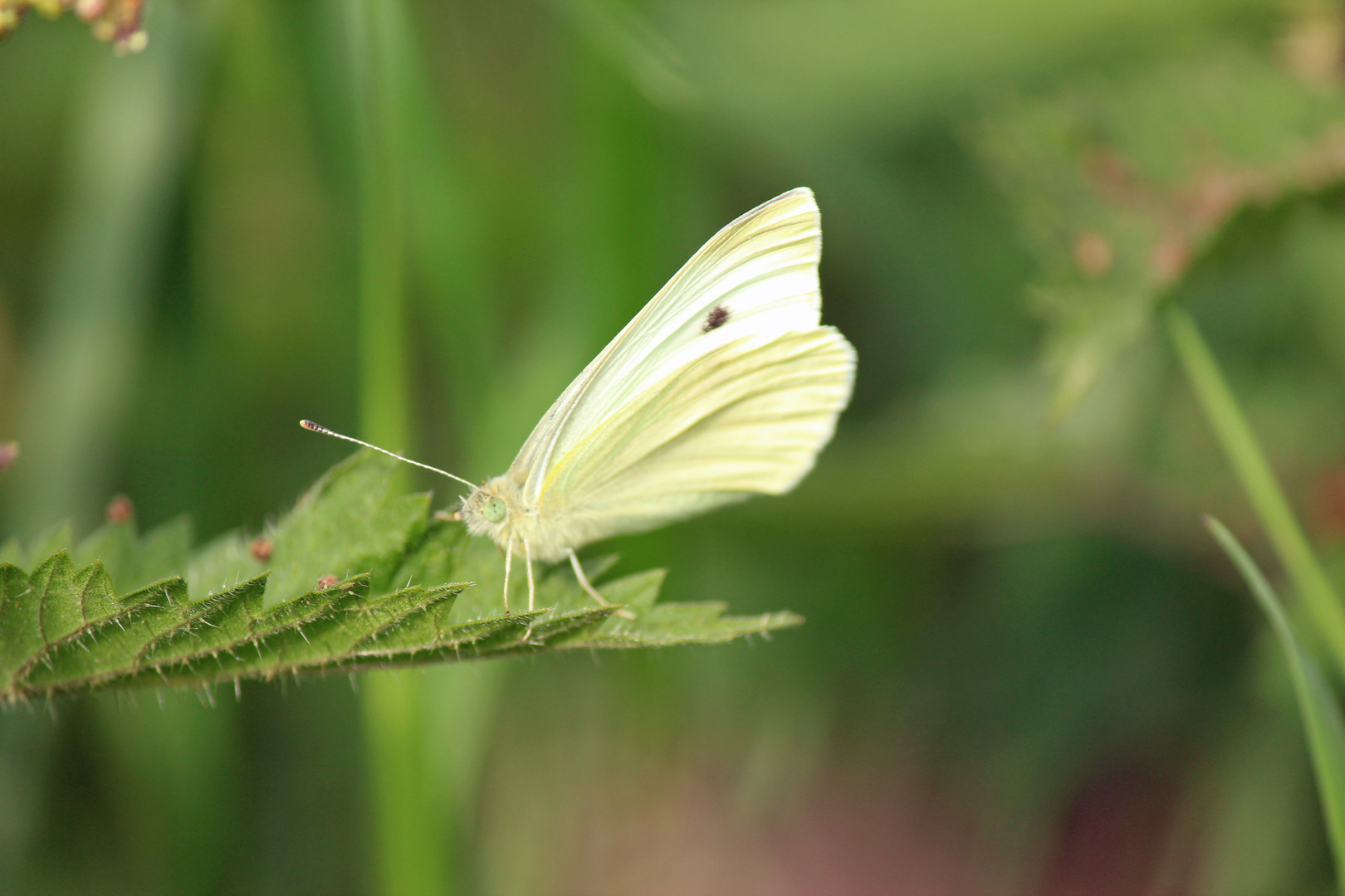 Papillon Blanc photo et image macro nature, macro insectes, papillons Images
