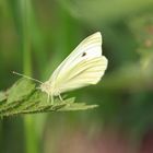 Papillon Blanc