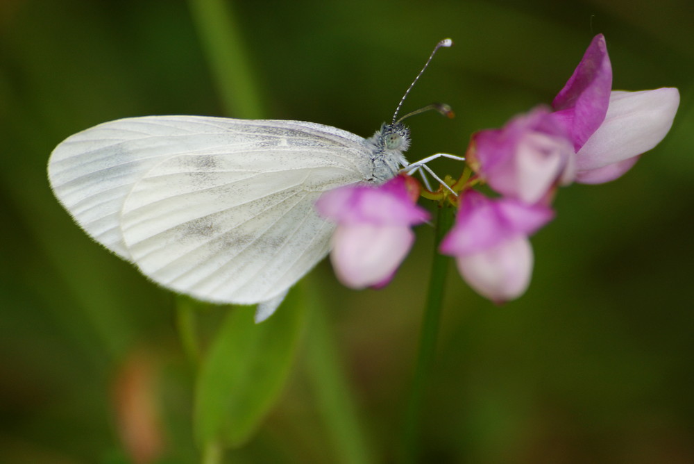 Papillon blanc