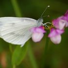 Papillon blanc