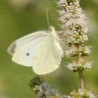 papillon blanc