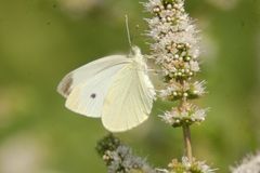 papillon blanc